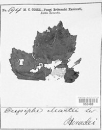 Erysiphe martii image